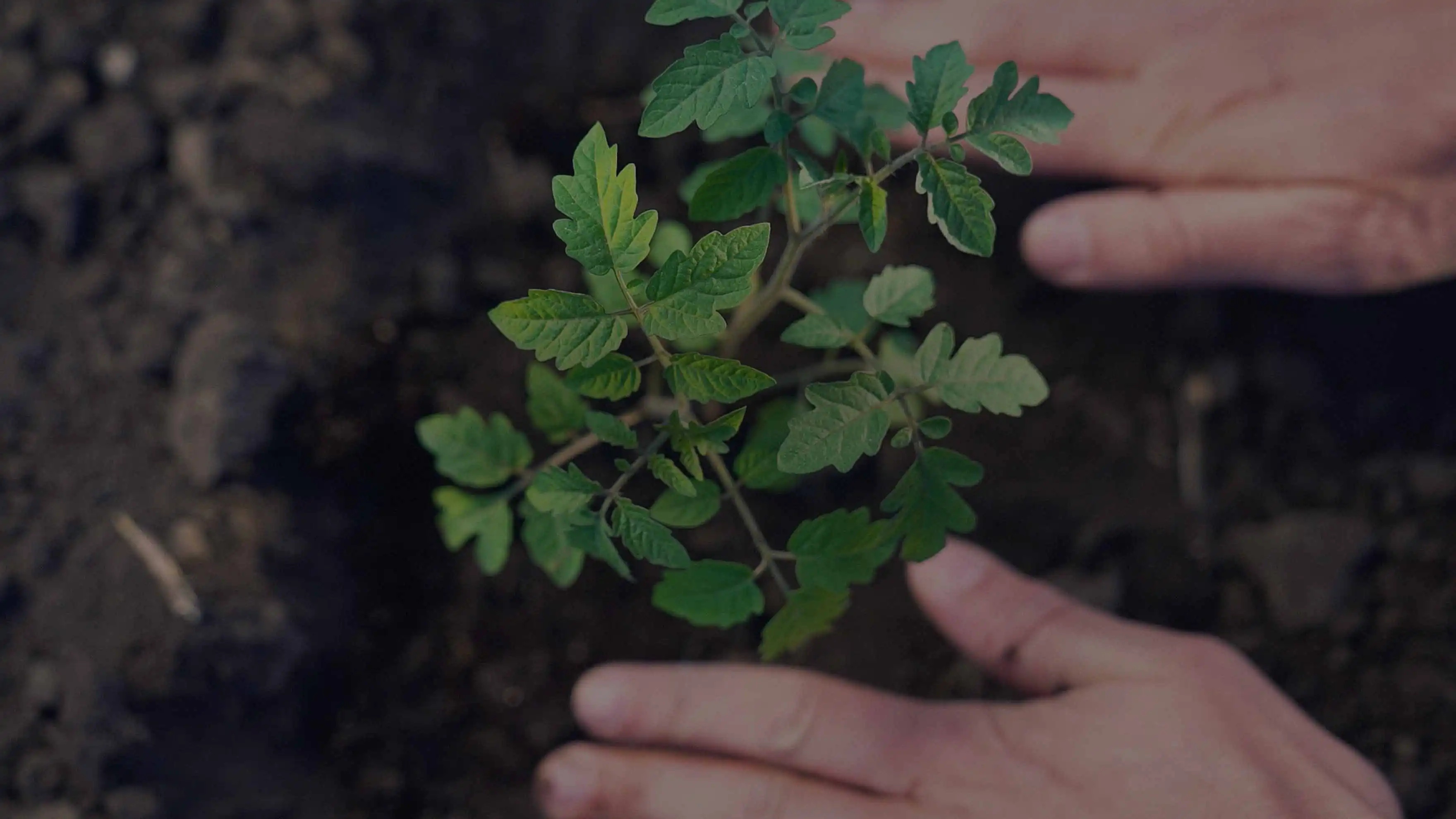 Hanwha has made it a priority to address environmental issues, nurture its workforce talent, and provide transparent governance.