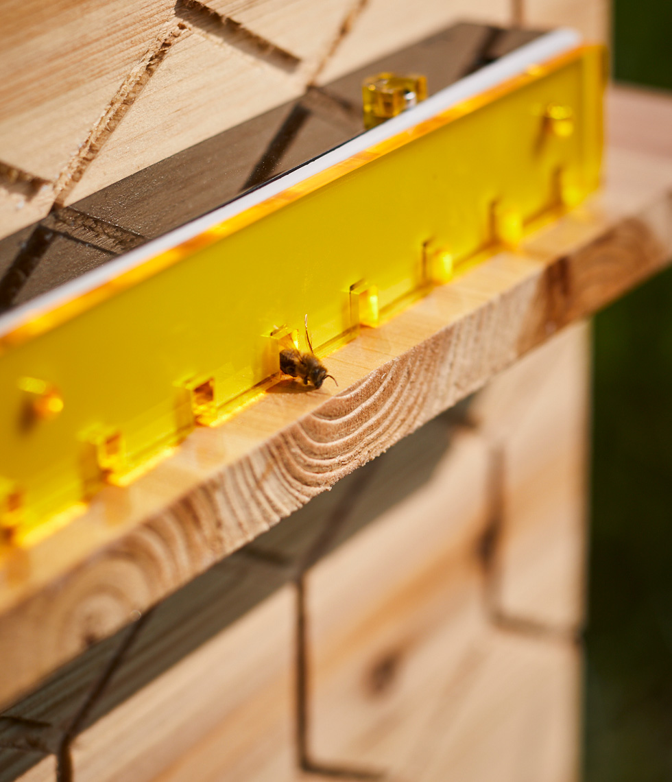 A bee coming out of a hole in the wooden beehive.