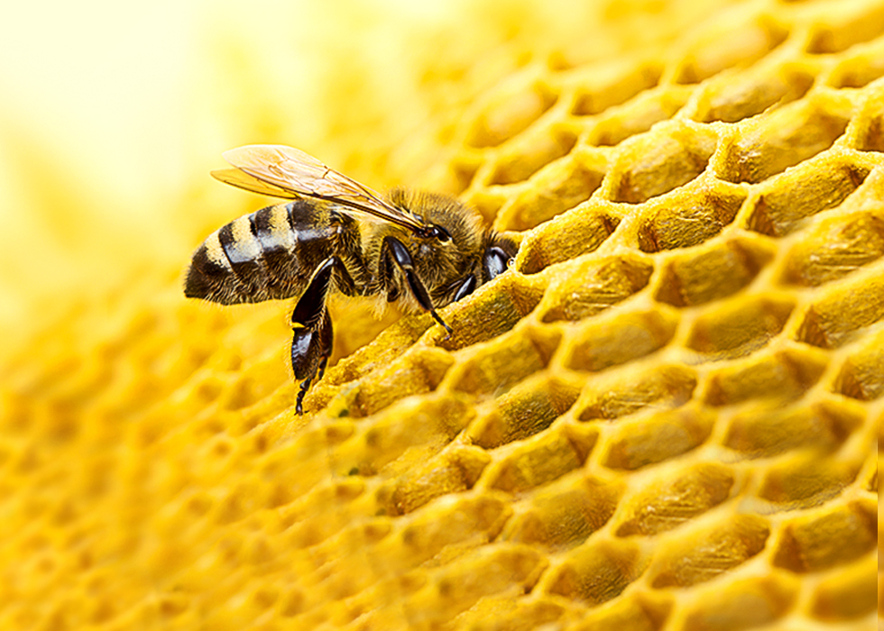 Connecting Hives, Connecting Lives: How Saving Bees withSolar Panels Protects Pollinators, People and the Planet