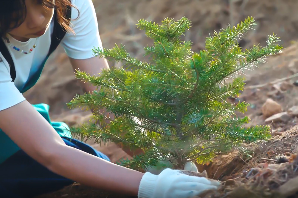 Hanwha Solar Forest brings together communities, volunteers, and employees to restore ecosystems.